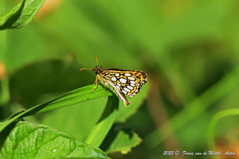 Nederweert, NL, 2022