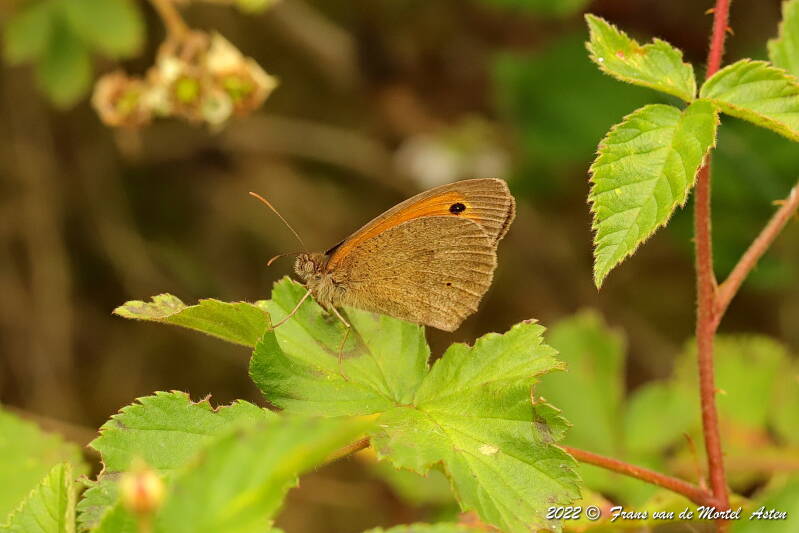 Grubbenvorst, NL, 2022