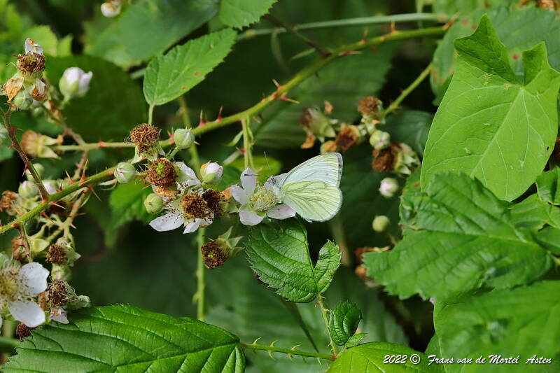 Nederweert, NL, 2022
