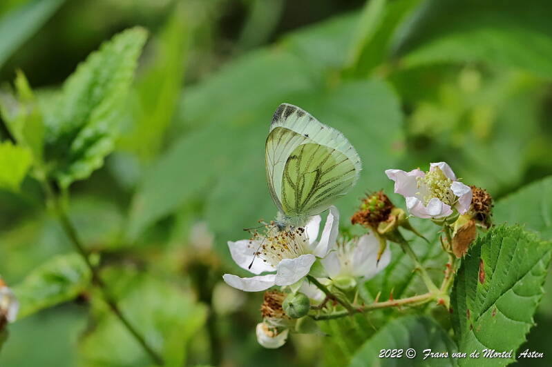 Nederweert, NL, 2022