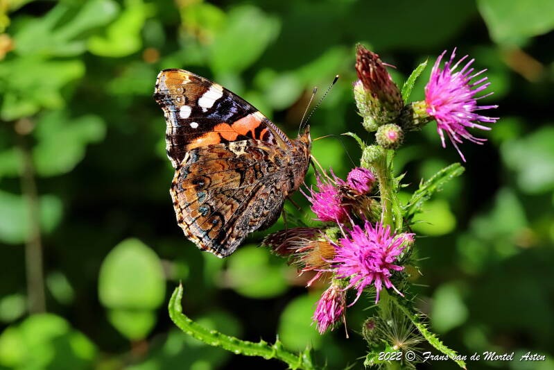 Nederweert, NL, 2022