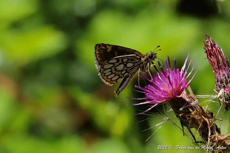 Nederweert, NL, 2022