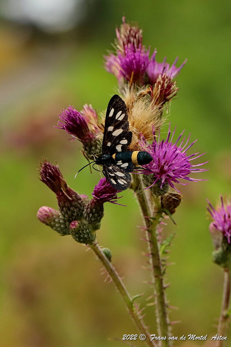 Nederweert, NL, 2022