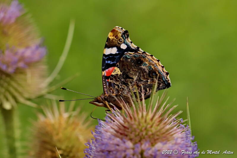 Millingen aan de Rijn, NL, 2022