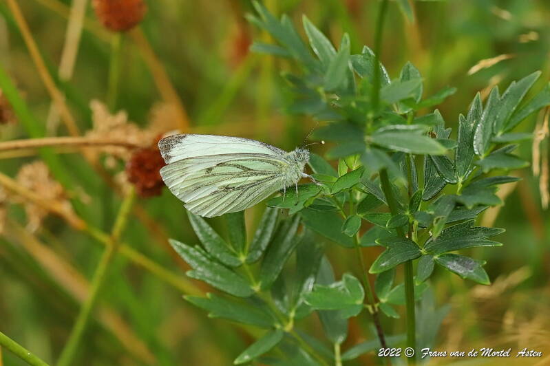 Steenwijkerland, NL, 2022