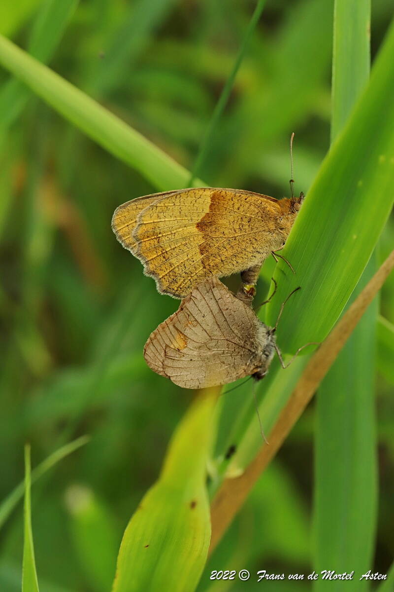 Steenwijkerland, NL, 2022