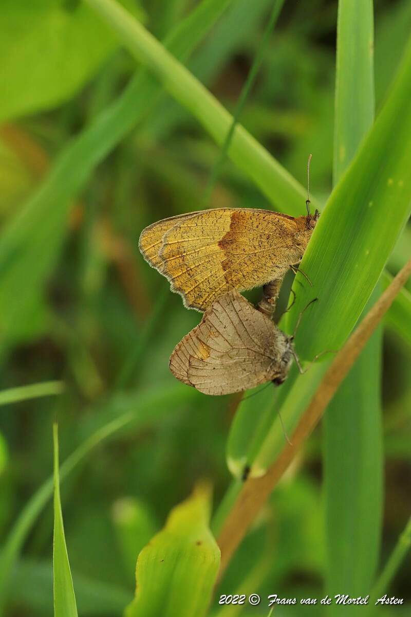 Steenwijkerland, NL, 2022