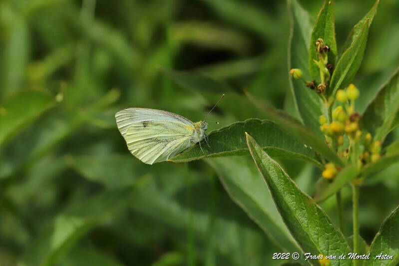 Steenwijkerland, NL, 2022