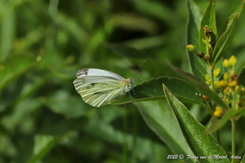 Steenwijkerland, NL, 2022