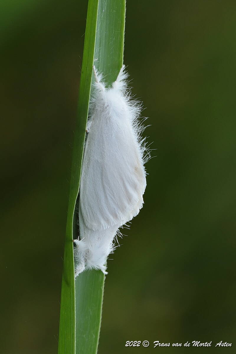 Steenwijkerland, NL, 2022