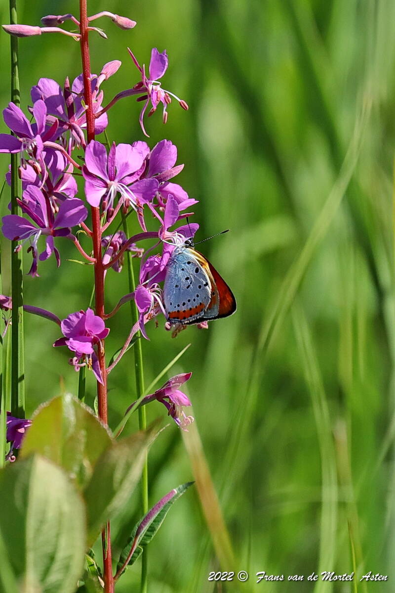Steenwijkerland, NL, 2022