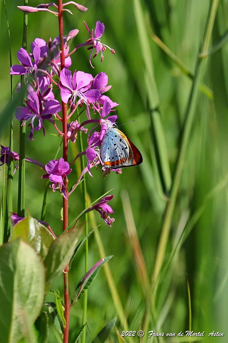 Steenwijkerland, NL, 2022
