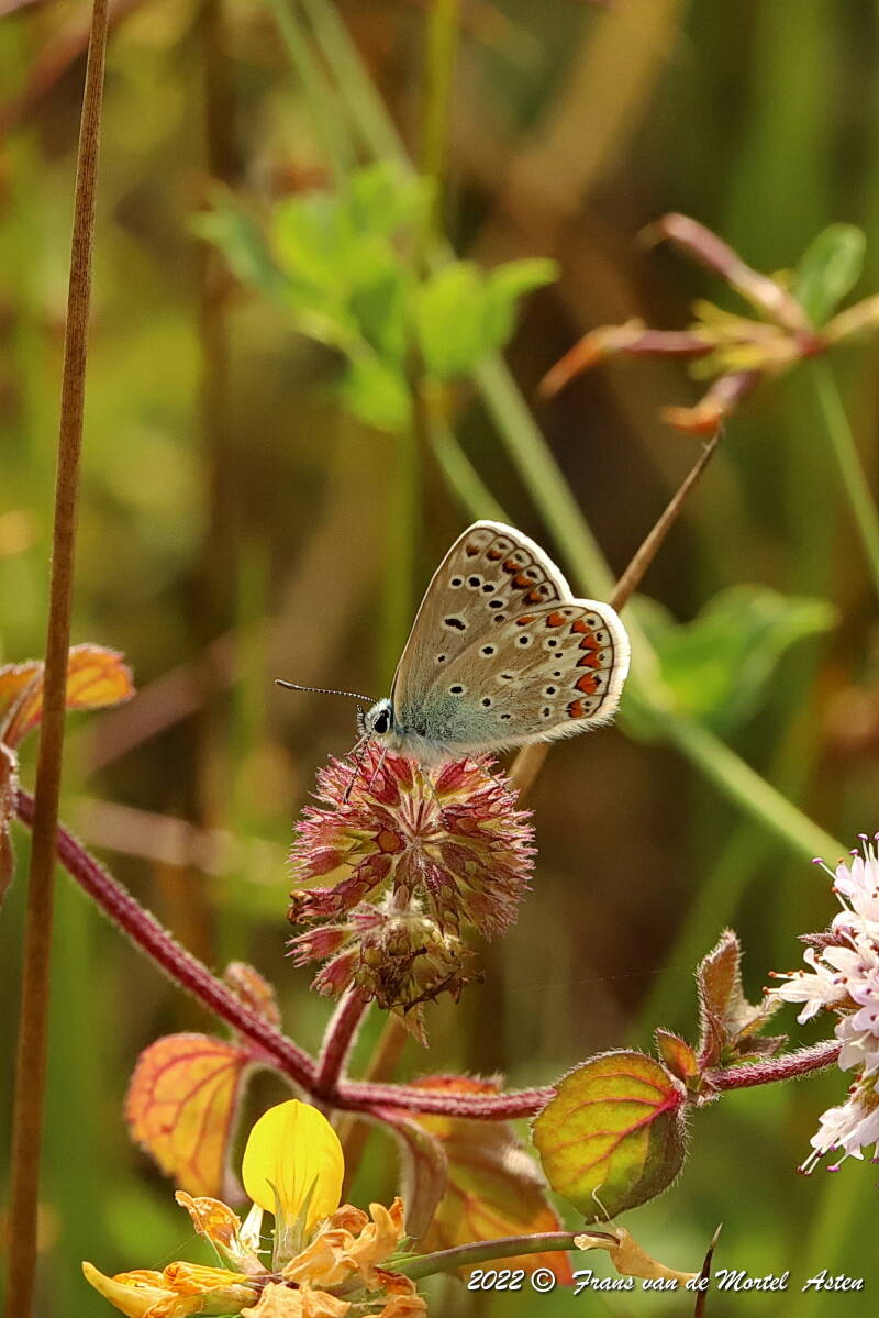 Nederweert, NL, 2022