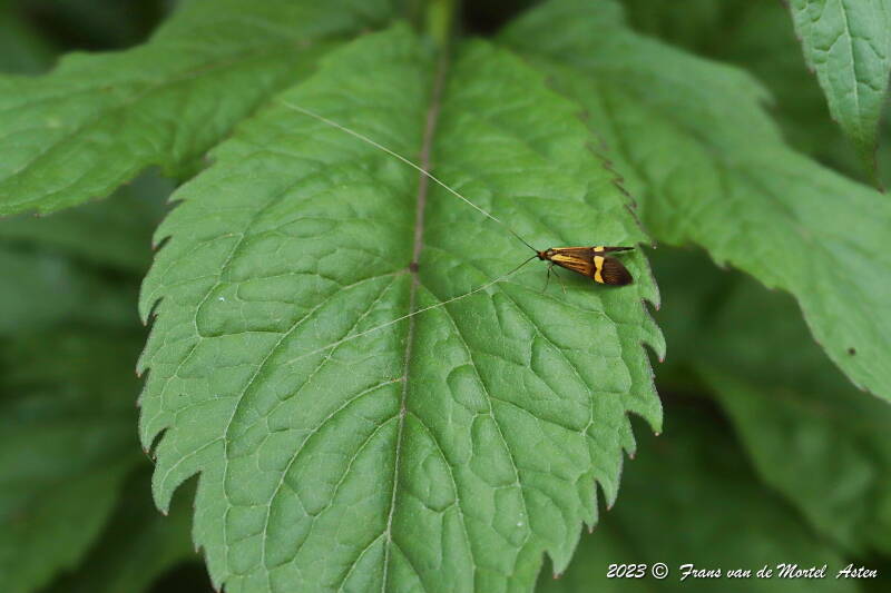 Nederweert, NL, 2023