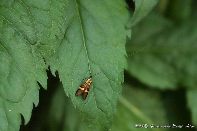 Nederweert, NL, 2023