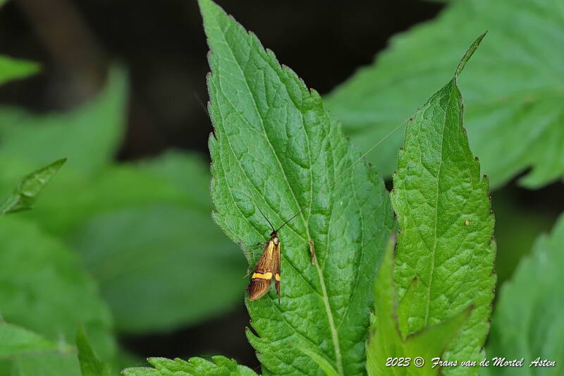 Nederweert, NL, 2023