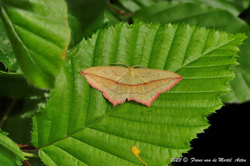 Nederweert, NL, 2023