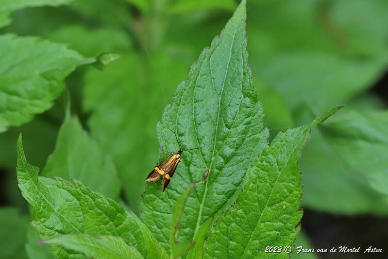 Nederweert, NL, 2023