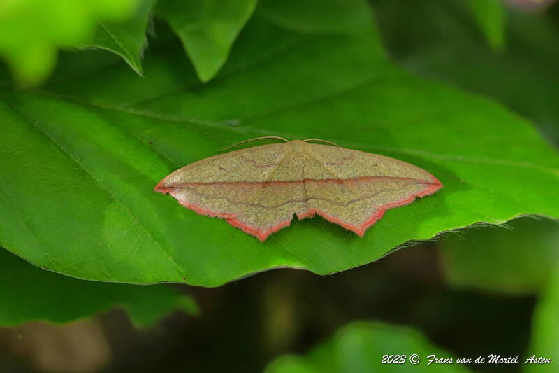 Nederweert, NL, 2023