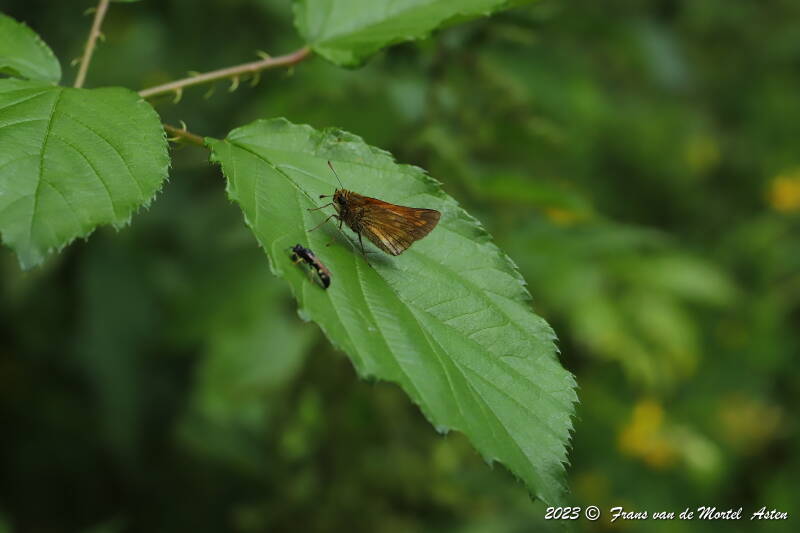 Nederweert, NL, 2023