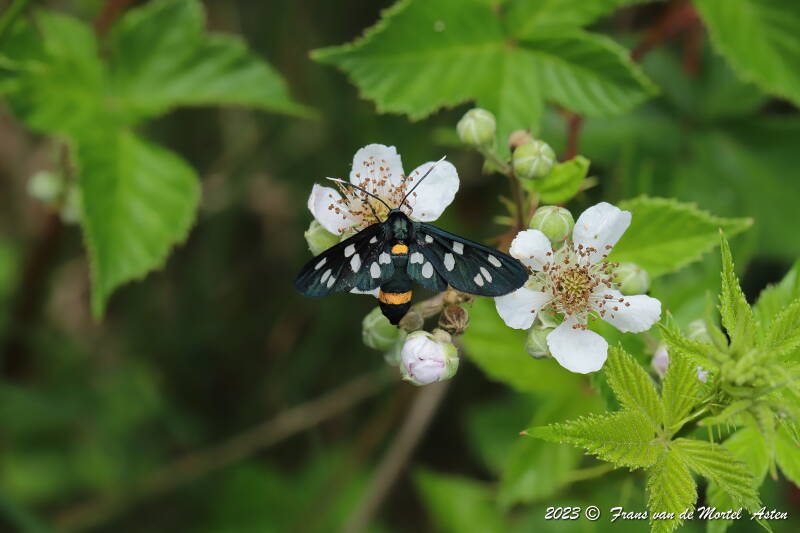 Nederweert, NL, 2023