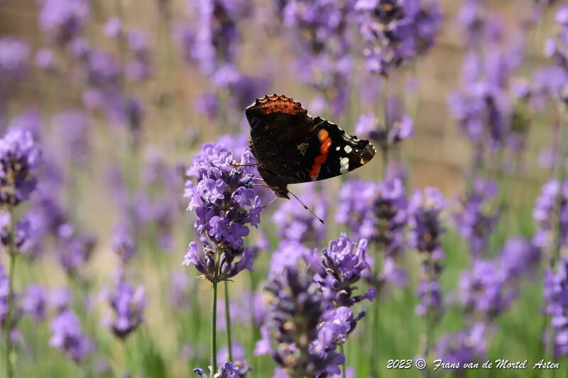 Nederweert, NL, 2023