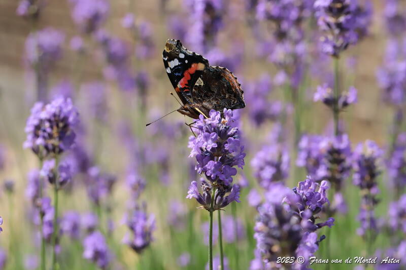 Nederweert, NL, 2023