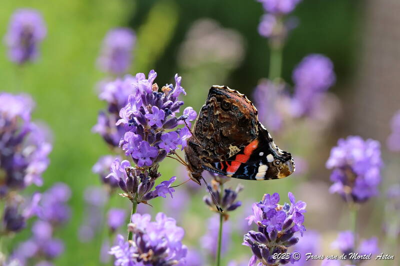 Nederweert, NL, 2023