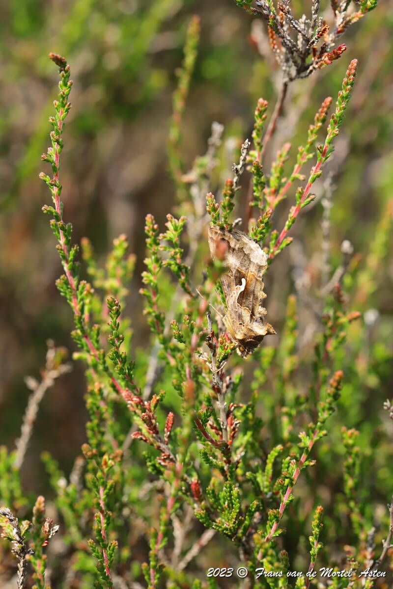 Nederweert, NL, 2023