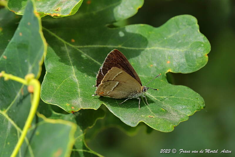 Nederweert, NL, 2023
