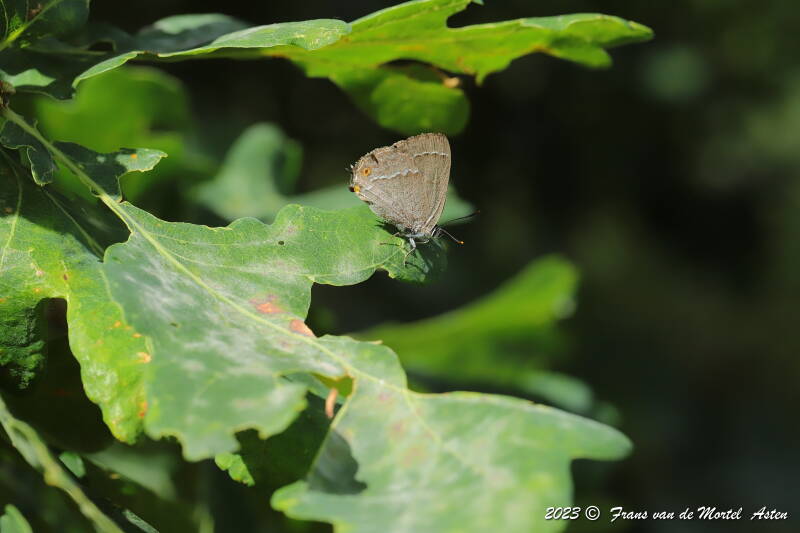 Nederweert, NL, 2023