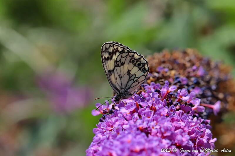 St. Julien-du-Gua,  FR, 2023