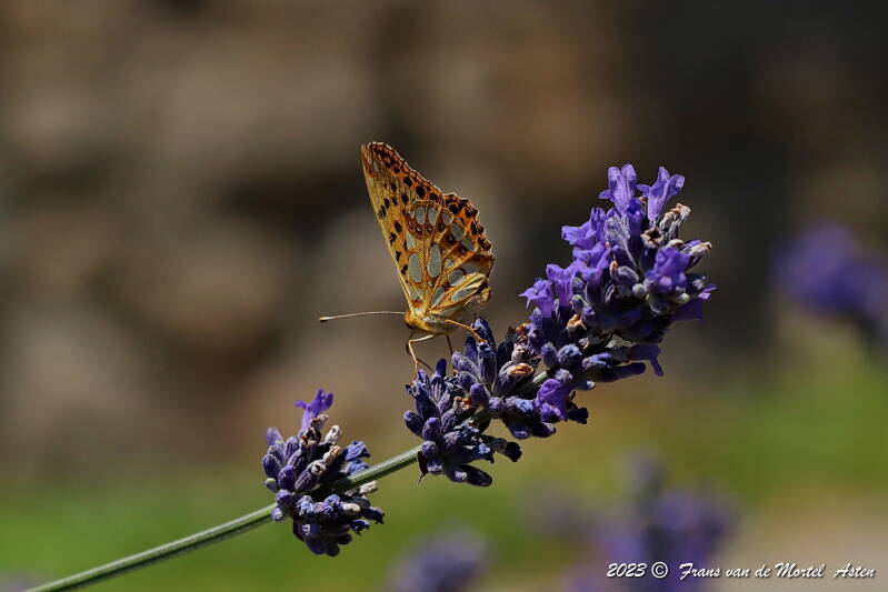 St. Julien-du-Gua,  FR, 2023