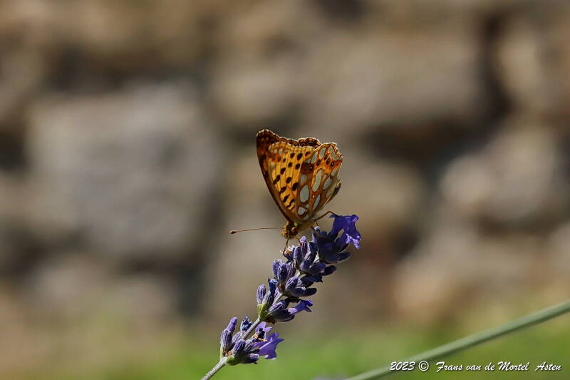 St. Julien-du-Gua,  FR, 2023