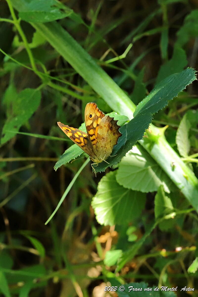 St. Julien-du-Gua,  FR, 2023