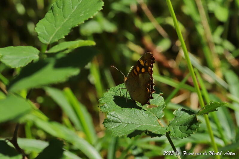 St. Julien-du-Gua,  FR, 2023