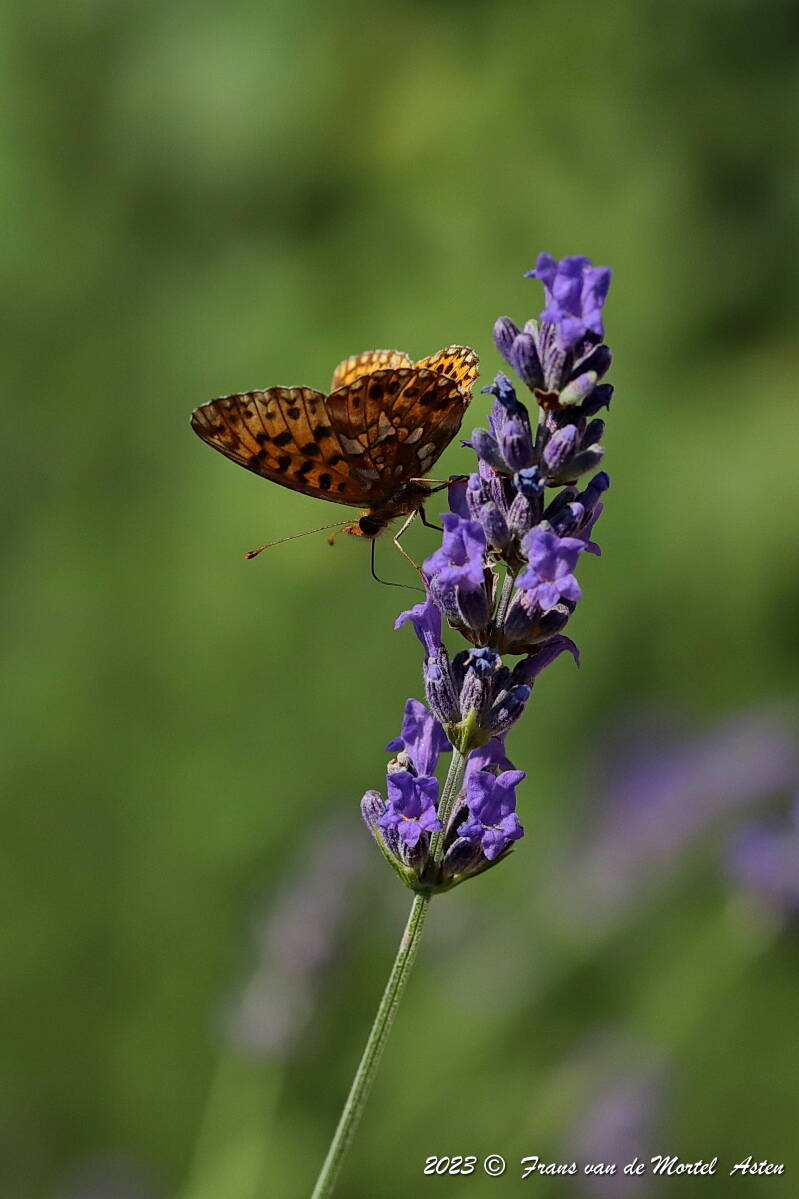 St. Julien-du-Gua,  FR, 2023