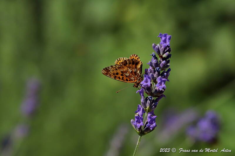 St. Julien-du-Gua,  FR, 2023