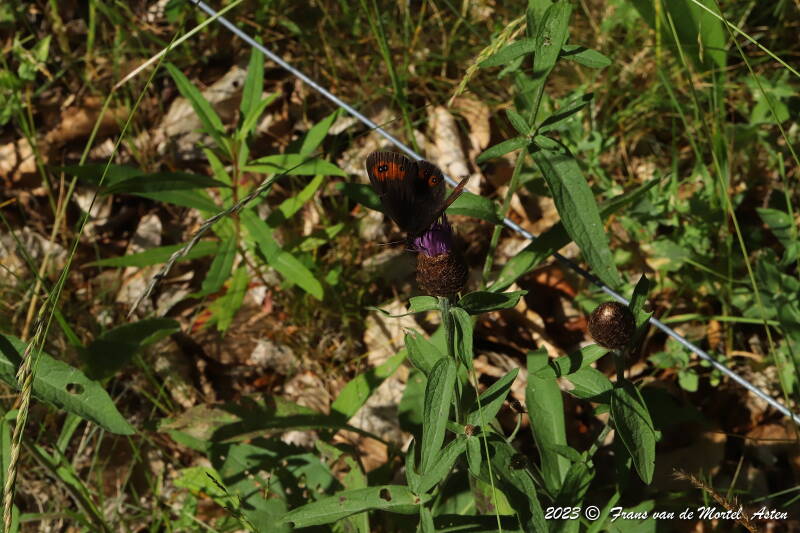 Mezilhac - Genestelle,  FR, 2023