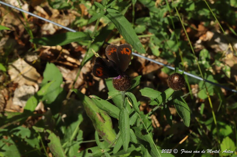 Mezilhac - Genestelle,  FR, 2023