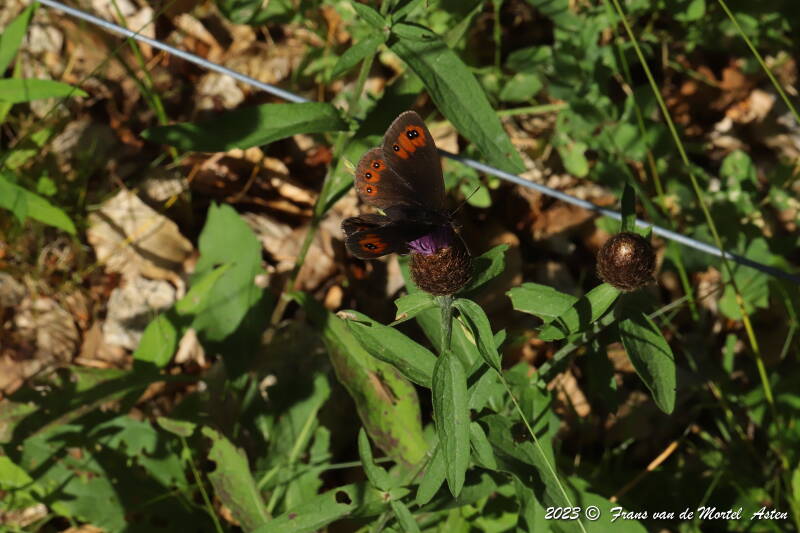 Mezilhac - Genestelle,  FR, 2023