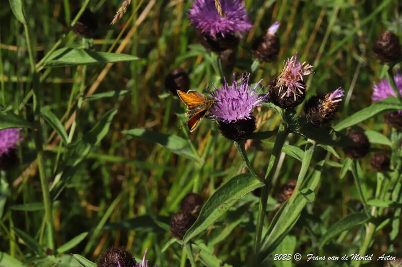 Mezilhac - Genestelle,  FR, 2023