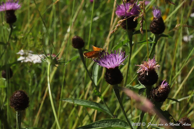 Mezilhac - Genestelle,  FR, 2023