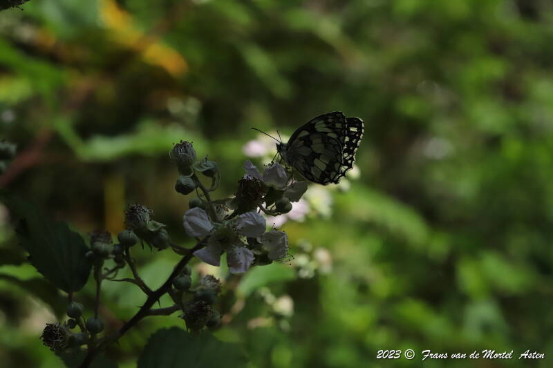 St. Julien-du-Gua,  FR, 2023