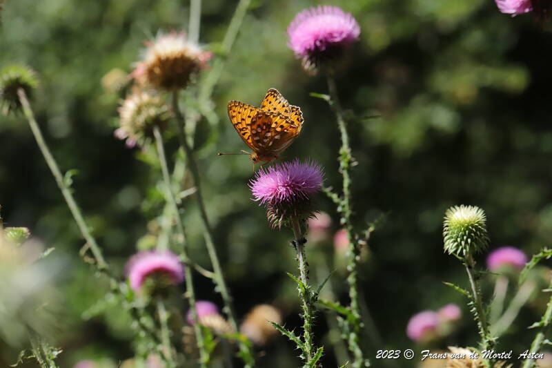 St. Julien-du-Gua,  FR, 2023