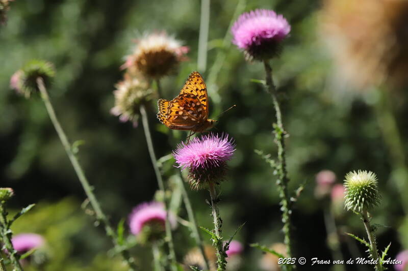 St. Julien-du-Gua,  FR, 2023