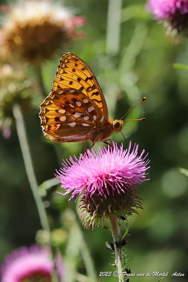 St. Julien-du-Gua,  FR, 2023