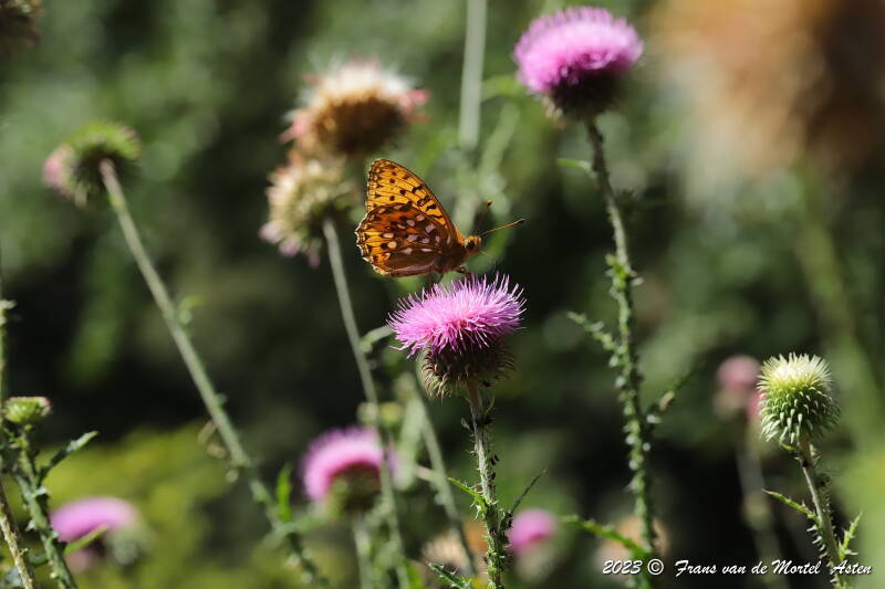 St. Julien-du-Gua,  FR, 2023