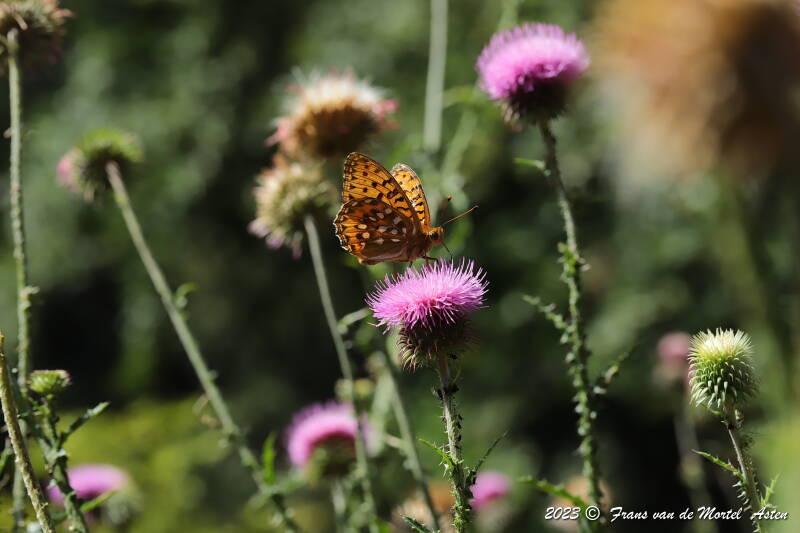 St. Julien-du-Gua,  FR, 2023