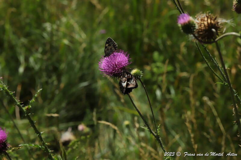 St. Julien-du-Gua,  FR, 2023